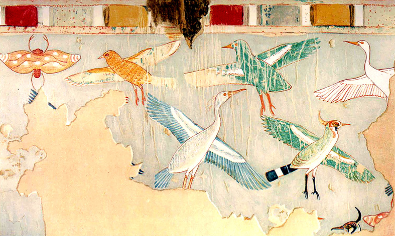 oiseaux TT82